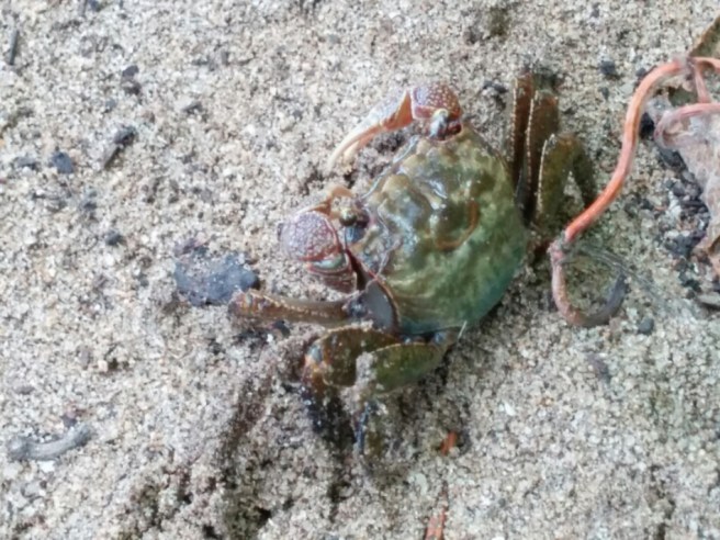 wp-1465816880380 image