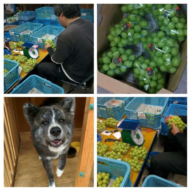 20170921_190739-COLLAGE