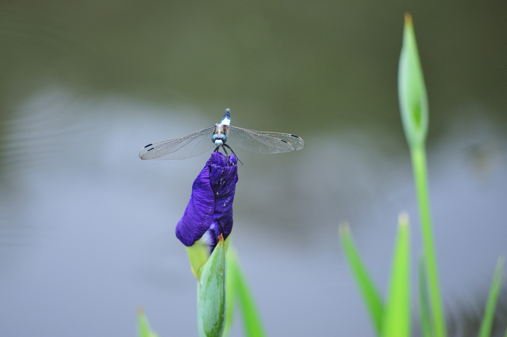 エドガーのぶどう畑 | 島根県産 シャインマスカット | ページ 2